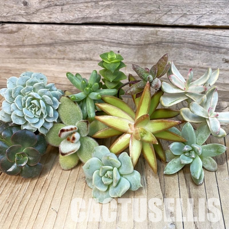 SH29139 Succulents mix, cuted