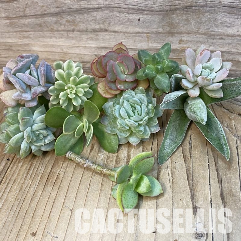 SH29140 Succulents mix, cuted