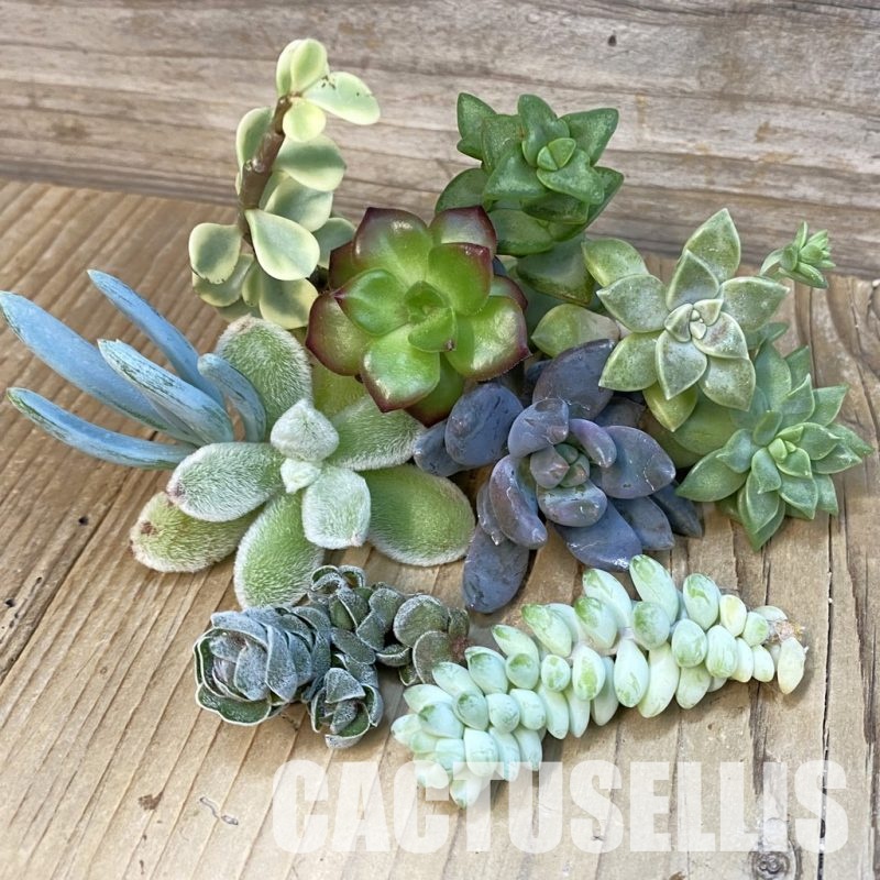 SH29141 Succulents mix, cuted