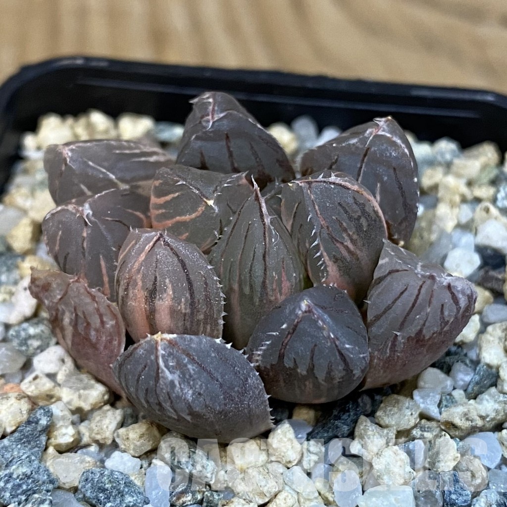 SH29081 Haworthia obtusa f. variegata - Image 2