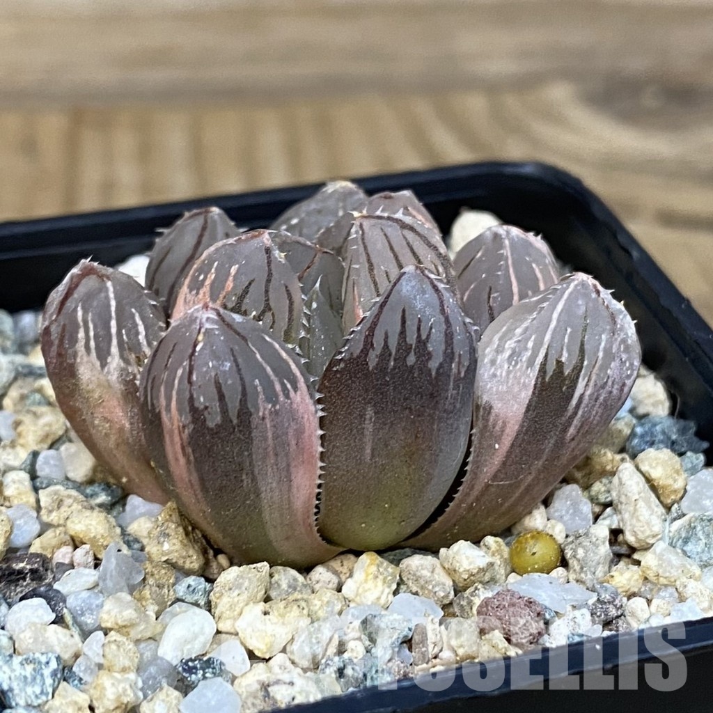 SH29081 Haworthia obtusa f. variegata - Image 3