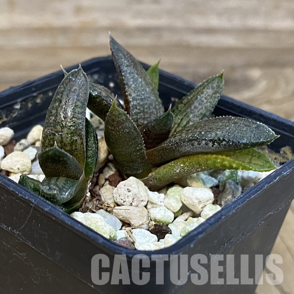 SH29082 Haworthia koelmaniorum, seedling 2 plants - Image 2