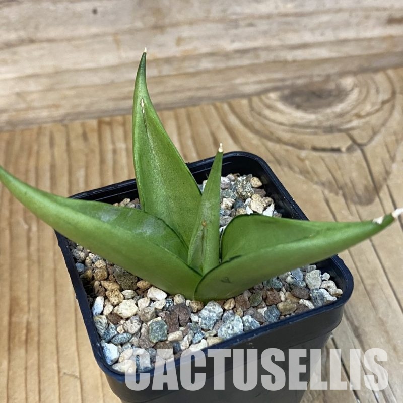 SH29083 Sansevieria 'Manee Thawee'