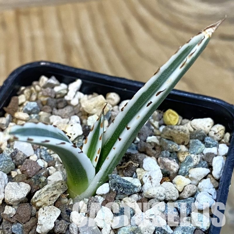 SH29084 Agave victoriae-reginae 'White Rhino'
