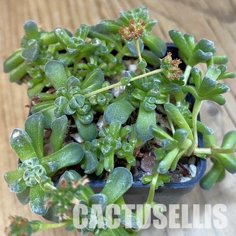 SH29085 Crassula 'Fernwood'