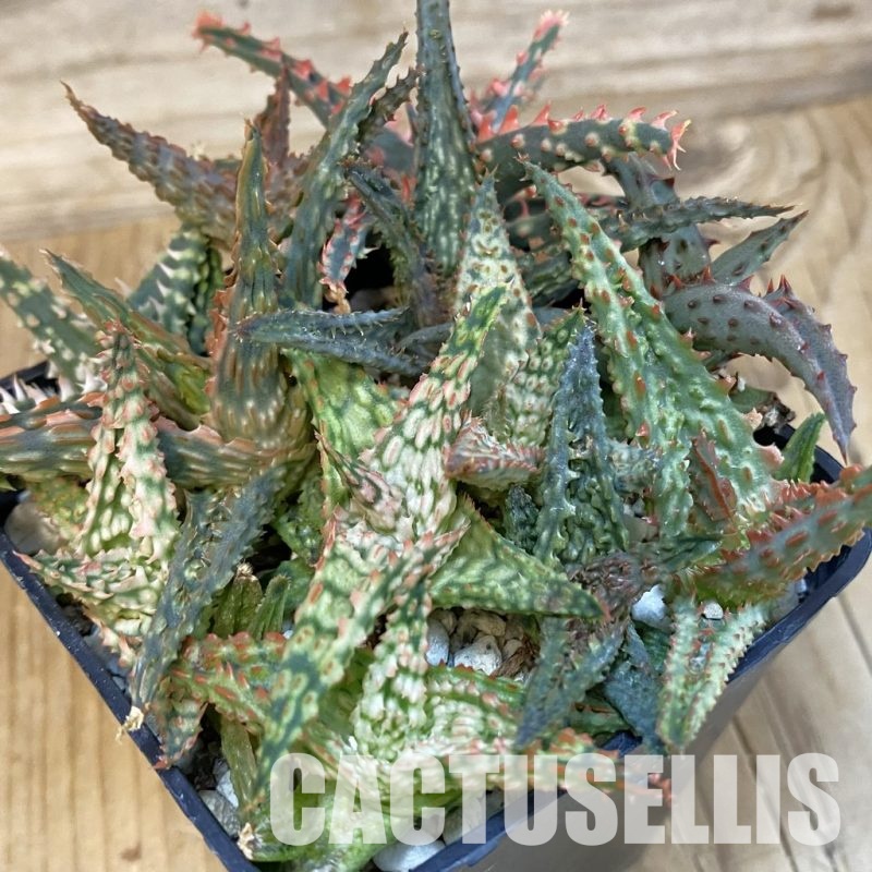 SH29086 Aloe TCT hybrid mix