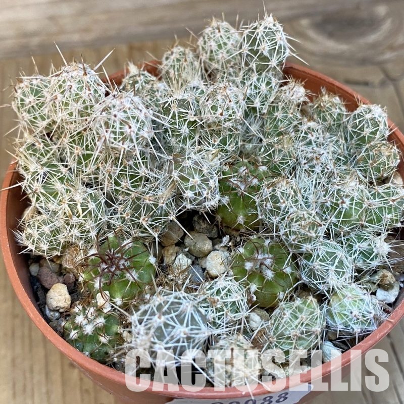 SH29088 Corynopuntia bulbispina x Melocactus matanzanus