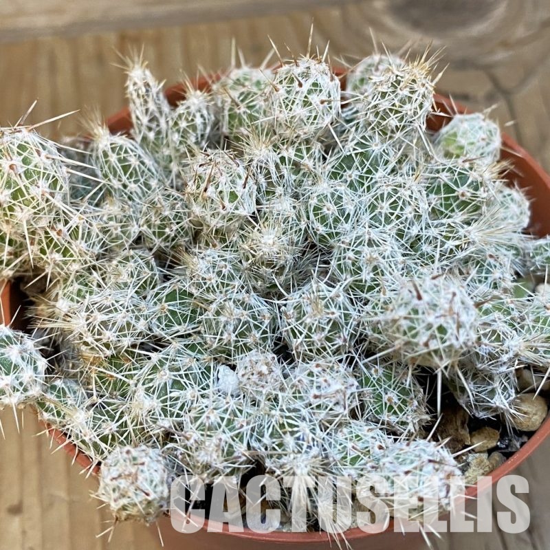 SH29089 Corynopuntia bulbispina