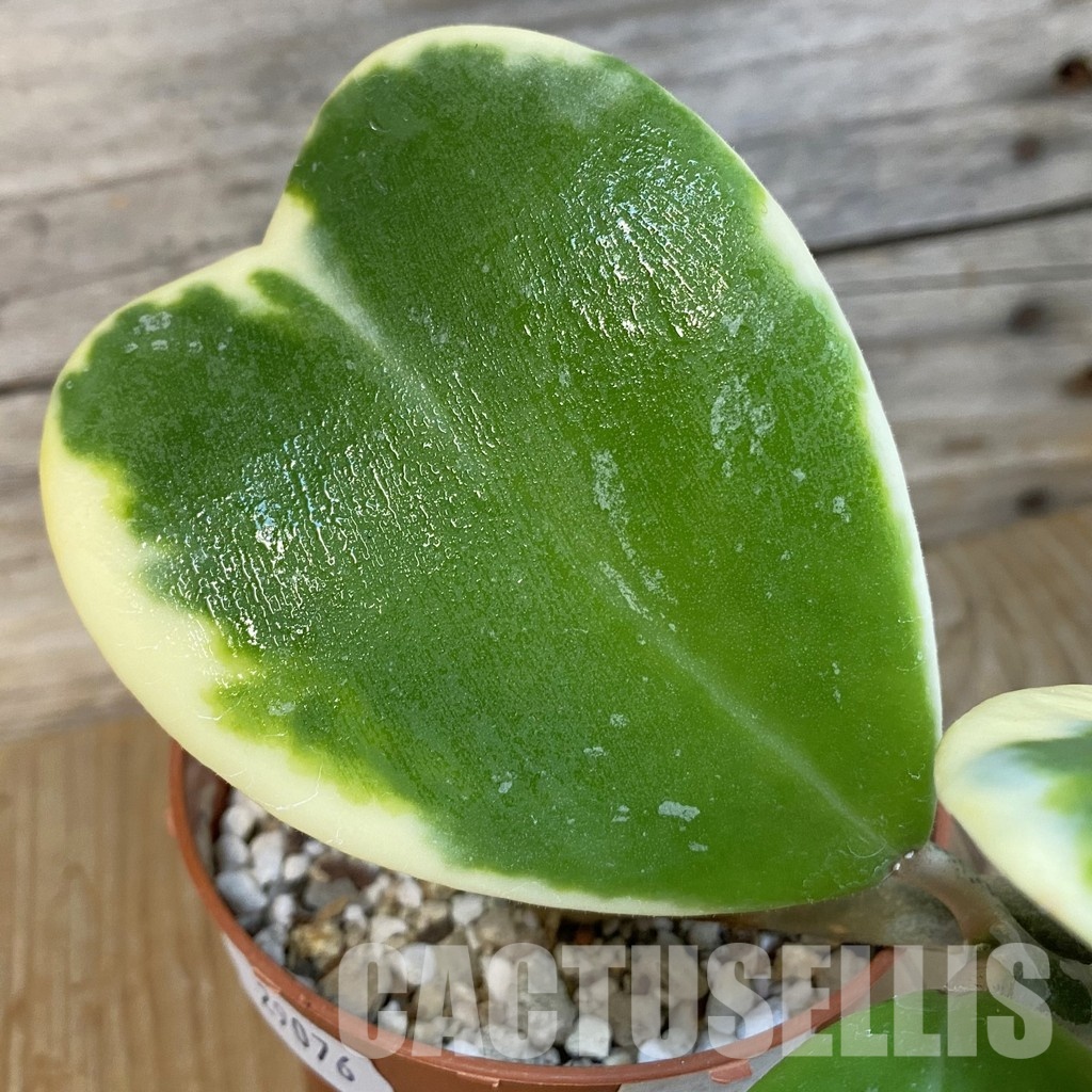SH29076 Hoya kerrii f. variegata
