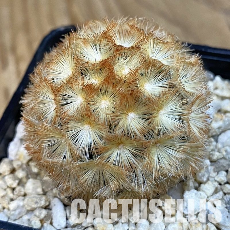 SH29090 Mammillaria carmenae hybrid