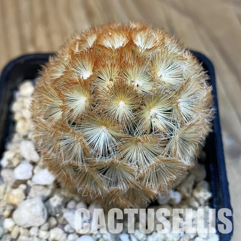 SH29091 Mammillaria carmenae hybrid