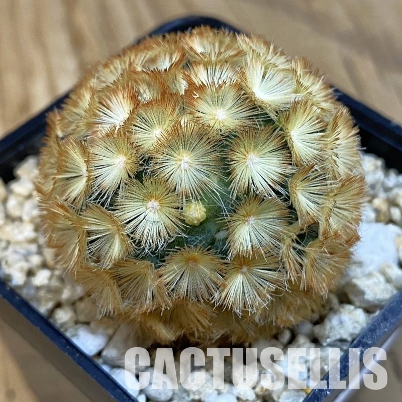 SH29092 Mammillaria carmenae hybrid