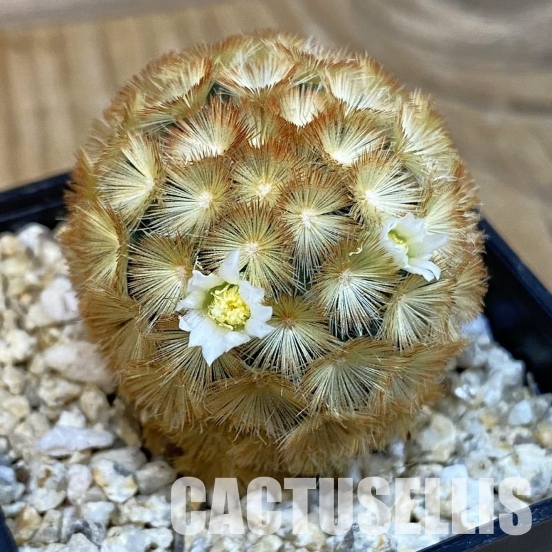 SH29093 Mammillaria carmenae hybrid