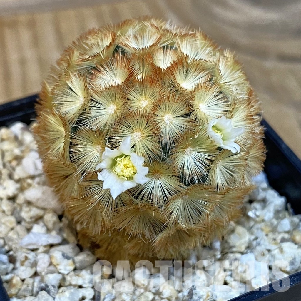 SH29093 Mammillaria carmenae hybrid