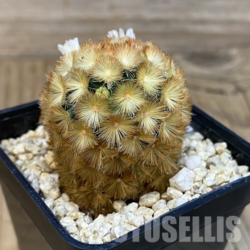 SH29093 Mammillaria carmenae hybrid - immagine 2