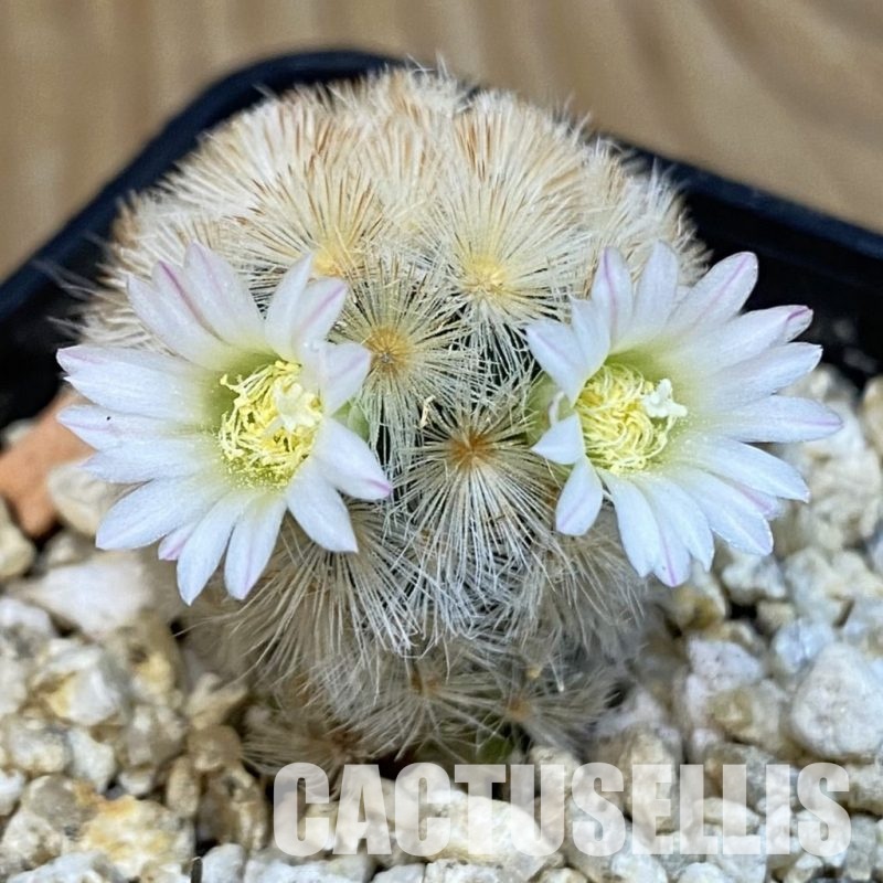 SH29094 Mammillaria carmenae hybrid