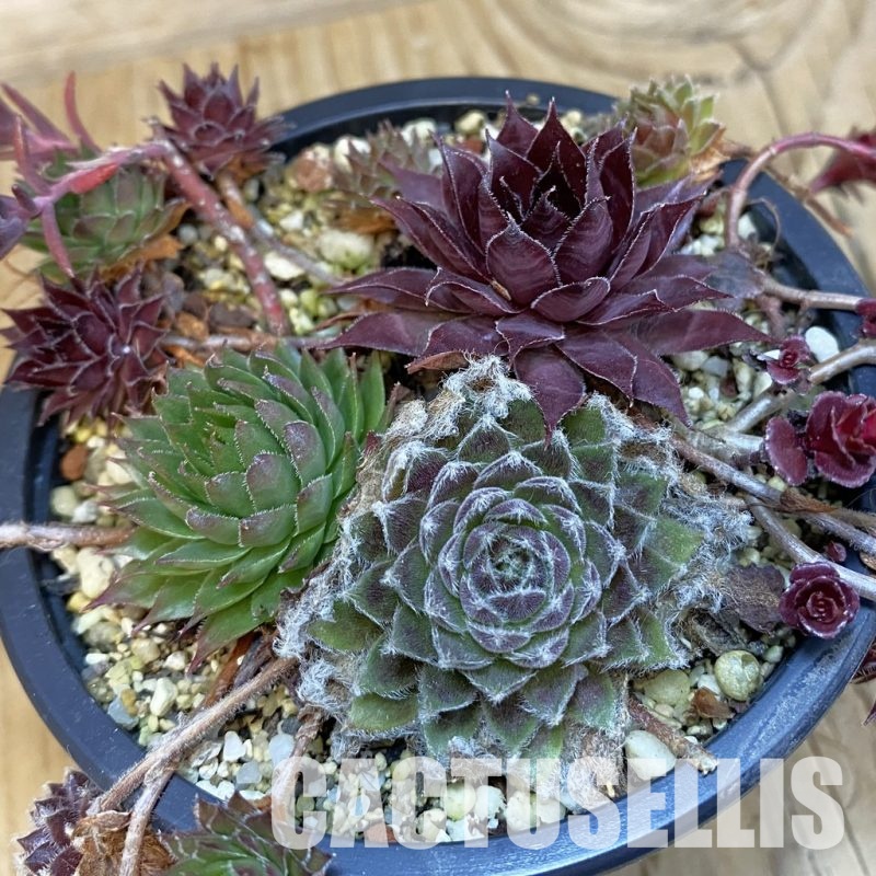 SH29097 Succulents mix, (cold-resistant)