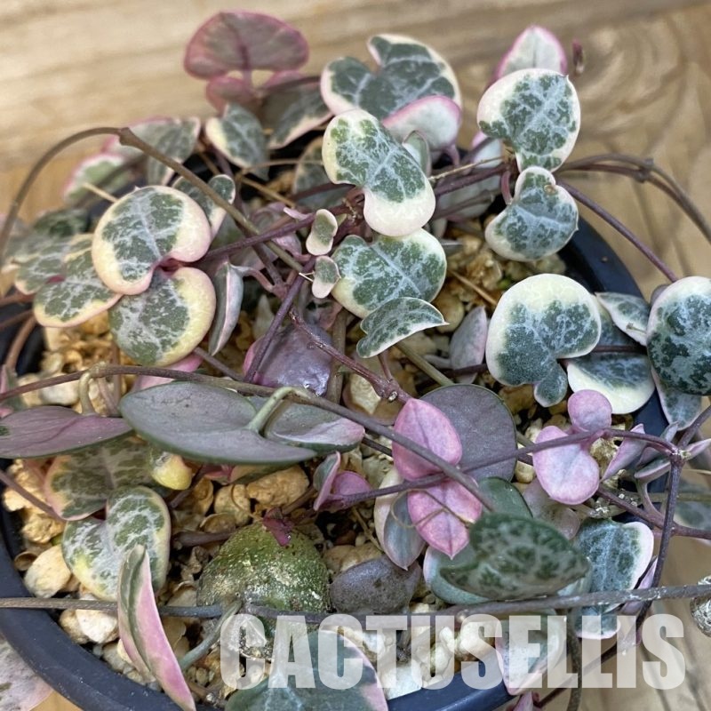 SH29098 Ceropegia woodii f. variegata