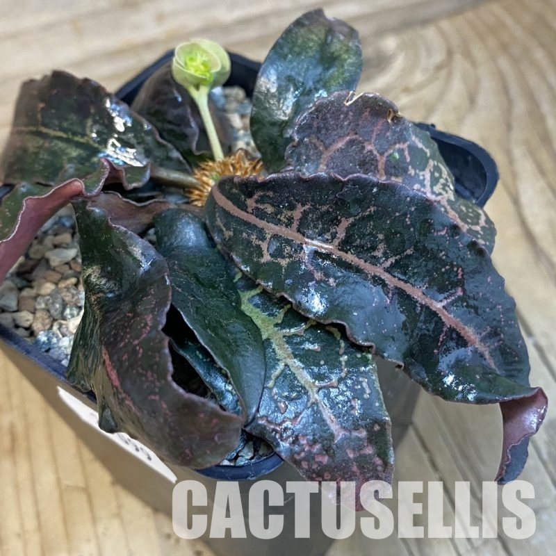 SH29099 Euphorbia francoisii hybrid