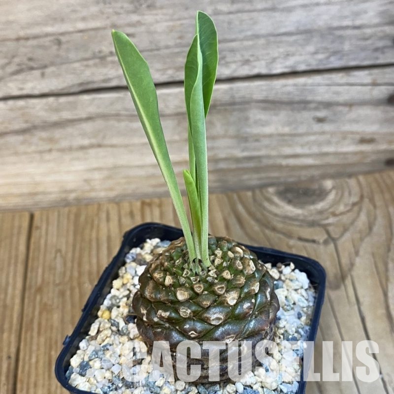SH29100 Euphorbia bupleurifolia