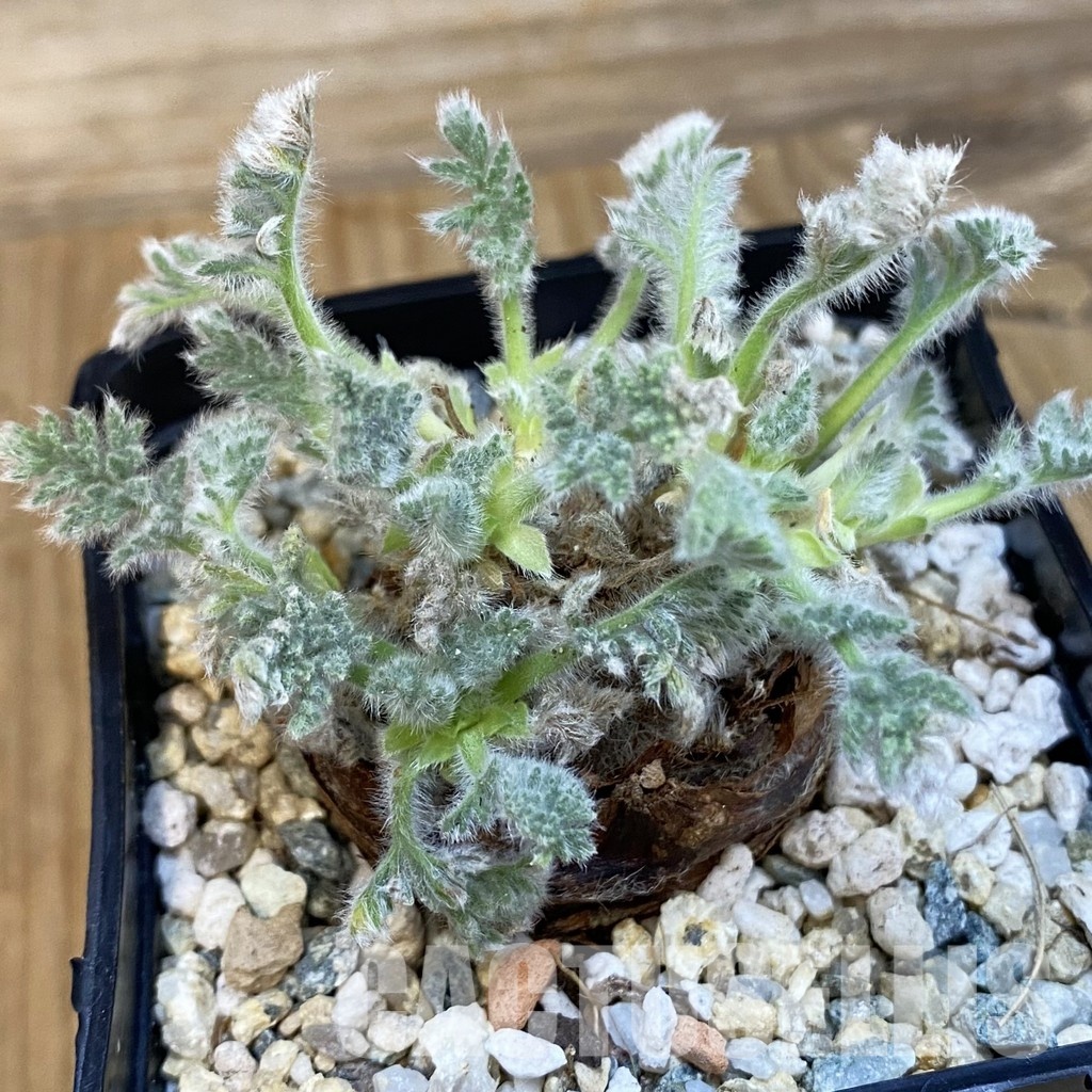 SH29102 Pelargonium triste