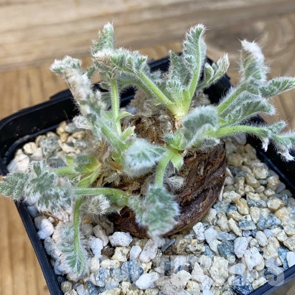 SH29102 Pelargonium triste - Image 2