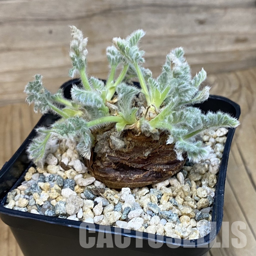 SH29102 Pelargonium triste - Image 3