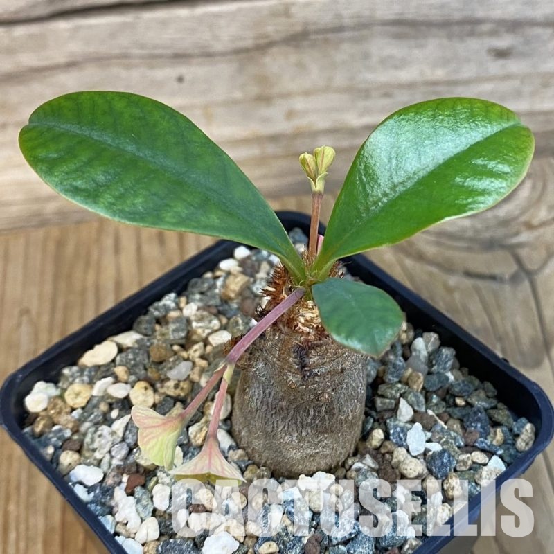 SH29103 Euphorbia ramena