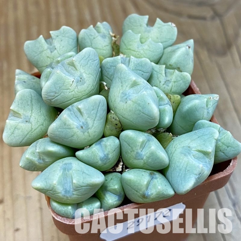 SH29172 Conophytum quaesitum