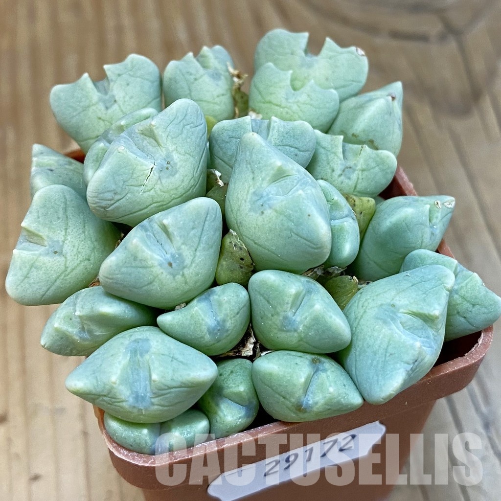 SH29172 Conophytum quaesitum