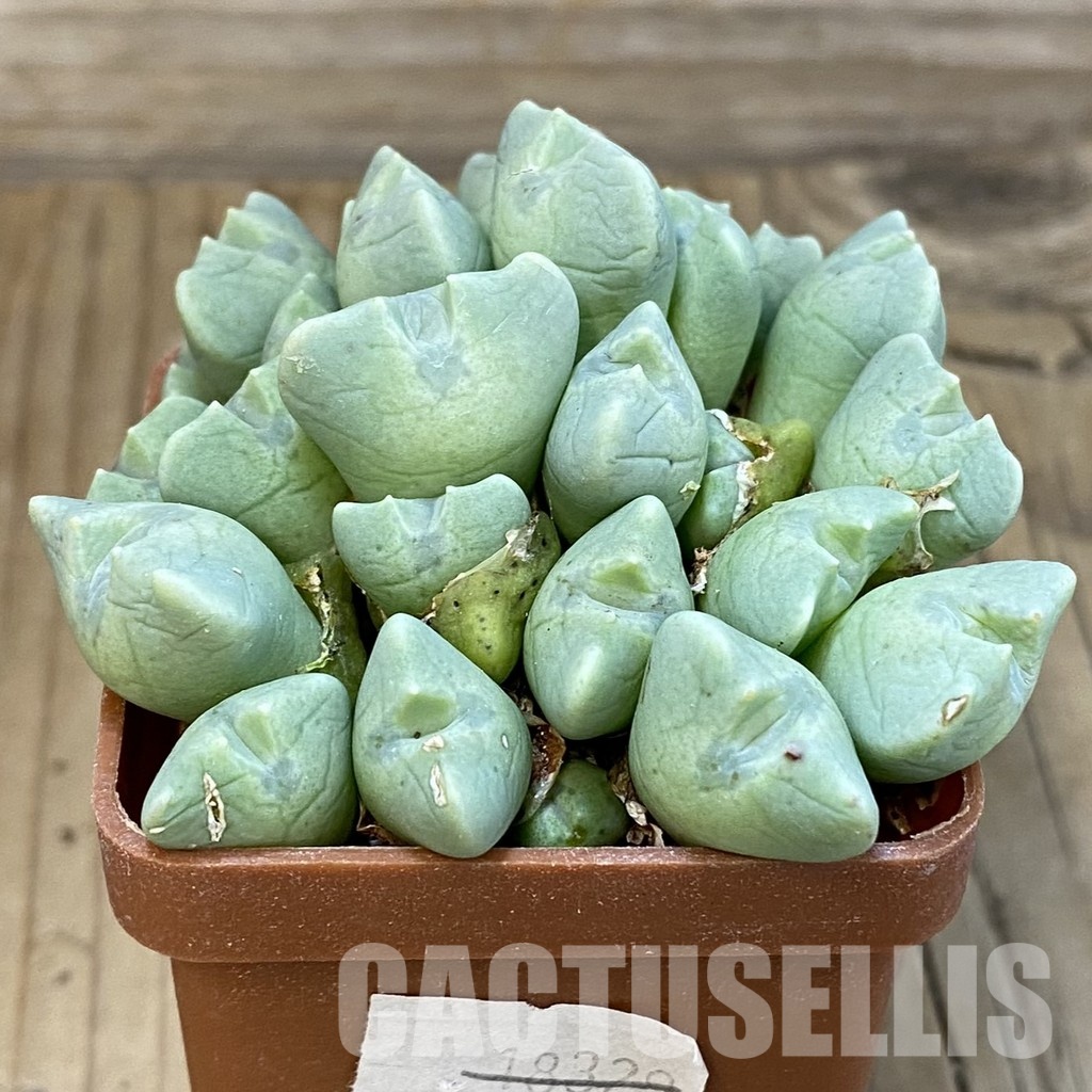 SH29172 Conophytum quaesitum - Image 3