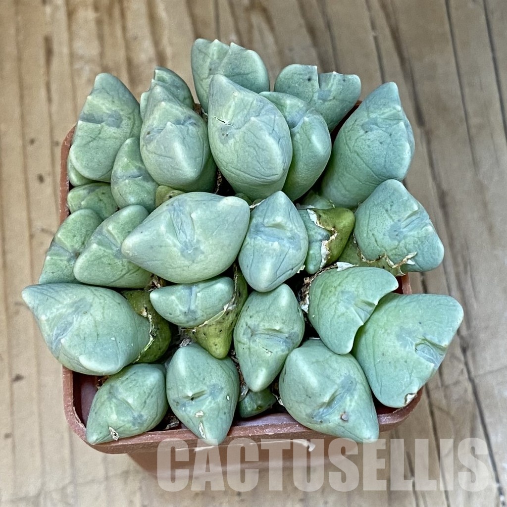 SH29172 Conophytum quaesitum - Image 2