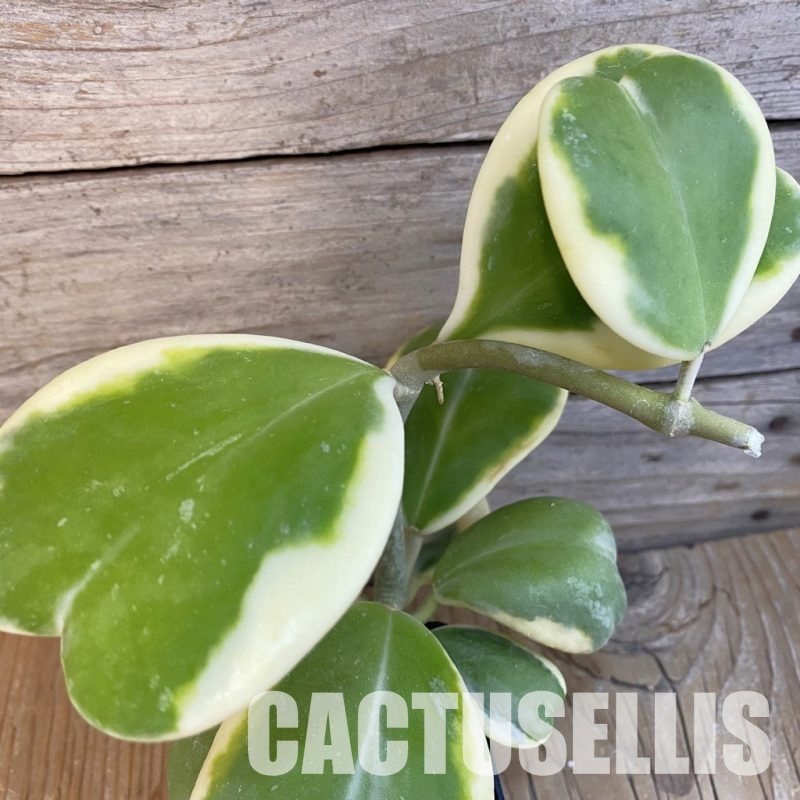 SH29173 Hoya kerrii f. variegata