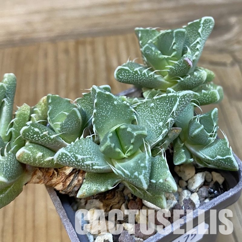 SH29175 Faucaria felina