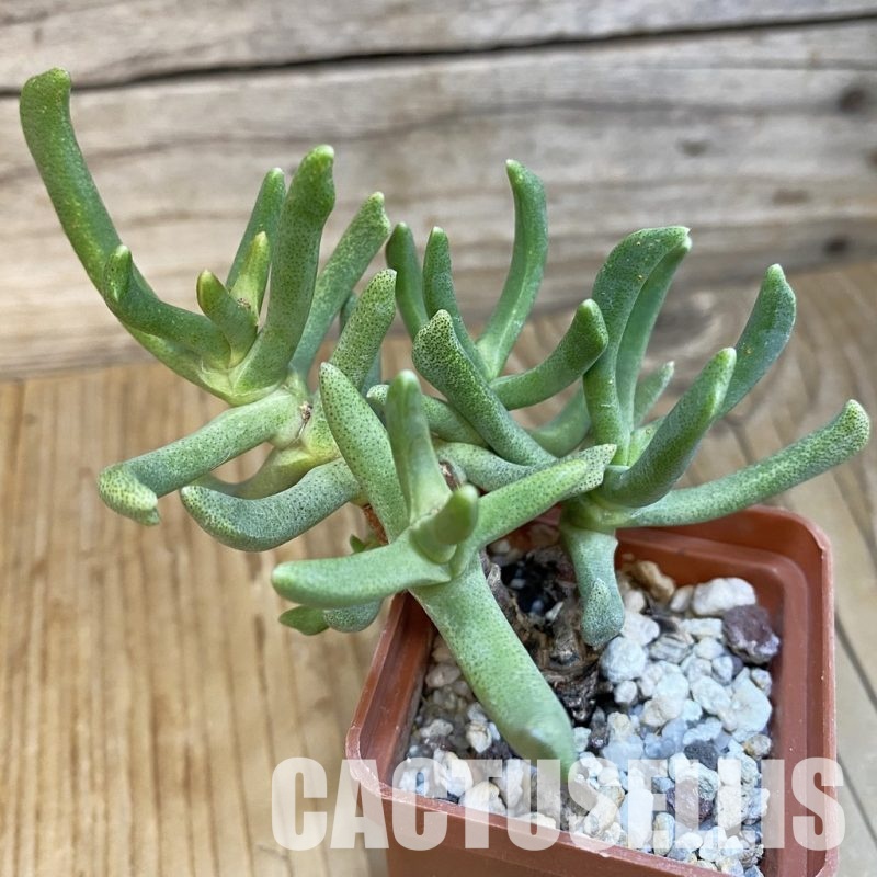 SH29176 Rhombophyllum dolabriforme