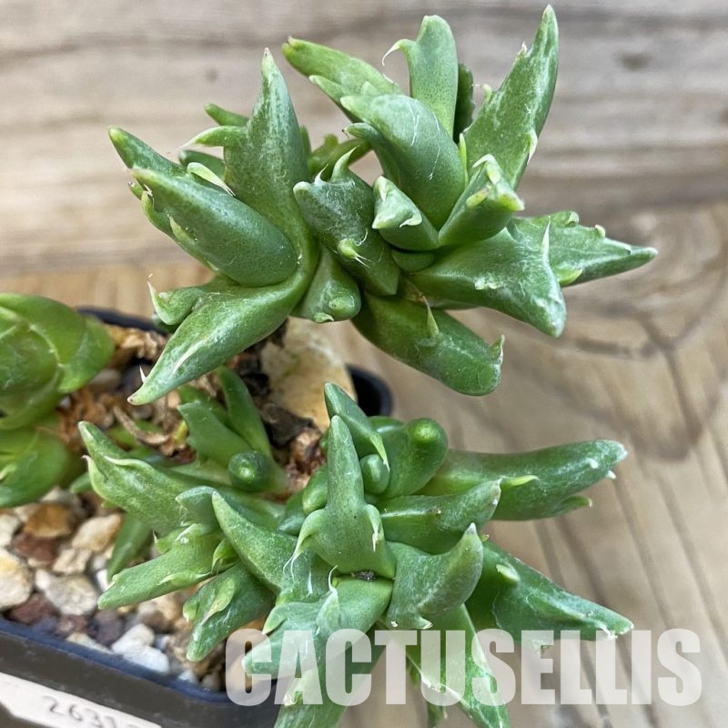 SH29145 Faucaria sp. f. monstrosa