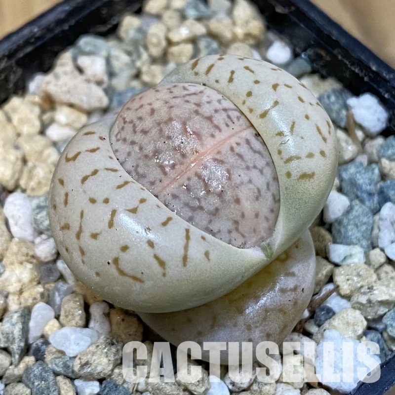 SH29177 Dinteranthus vanzylii