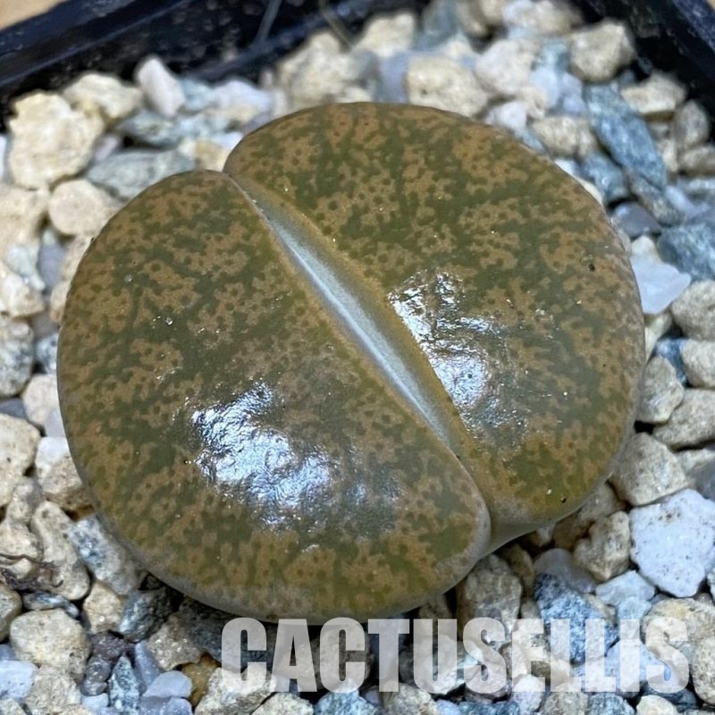 SH29178 Lithops 'Albinigold' x stousthrowth