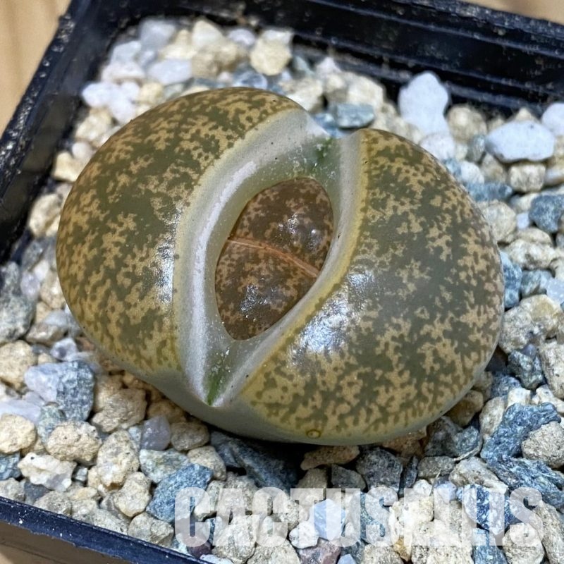 SH29179 Lithops 'Albinigold' x stousthrowth