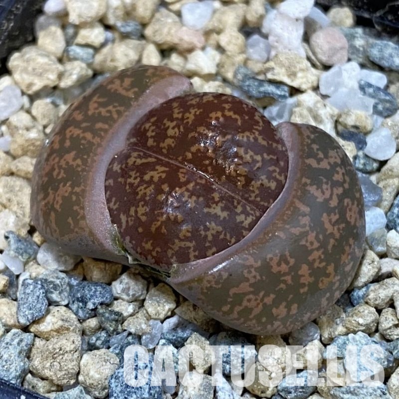 SH29182 Lithops lesliei