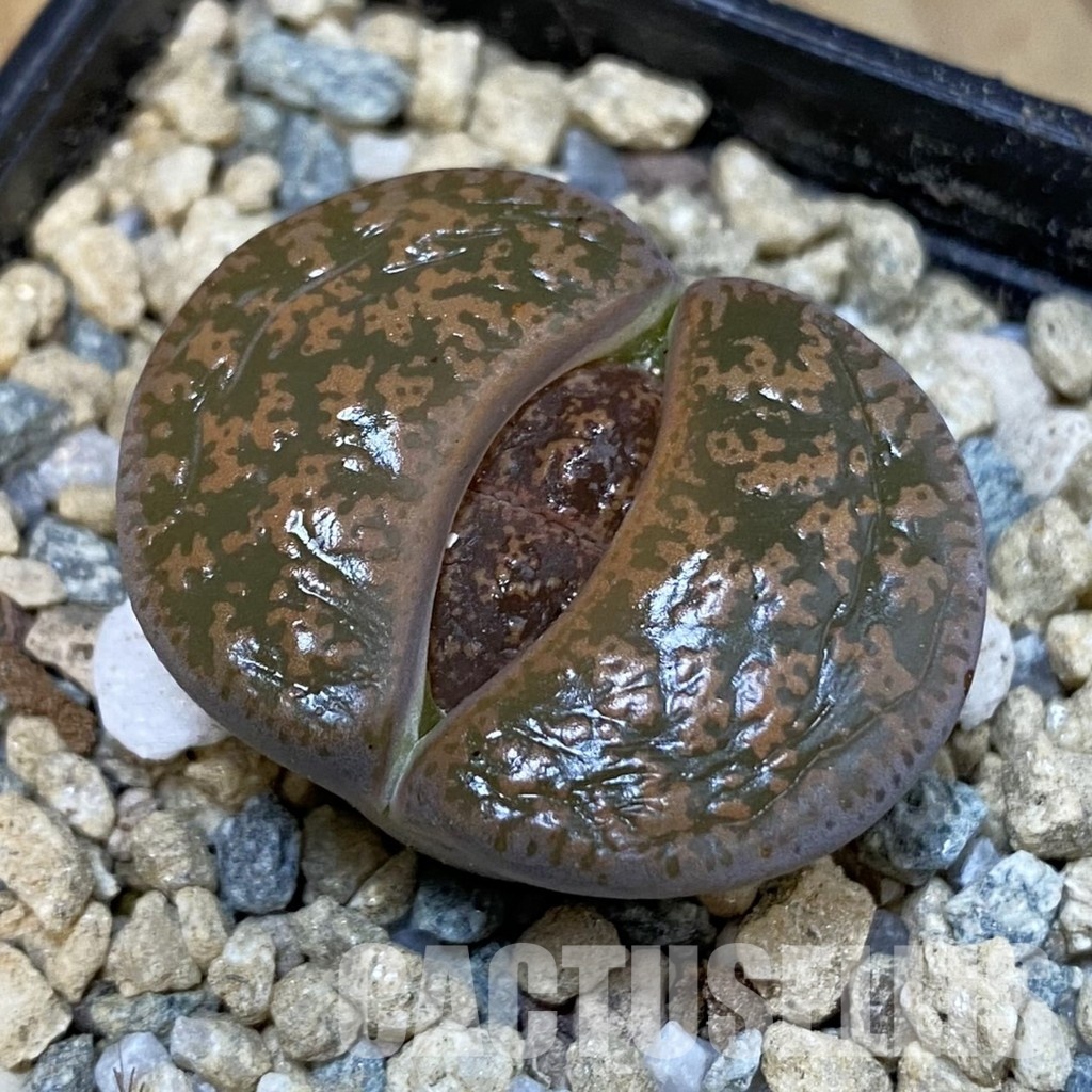 SH29183 Lithops lesliei