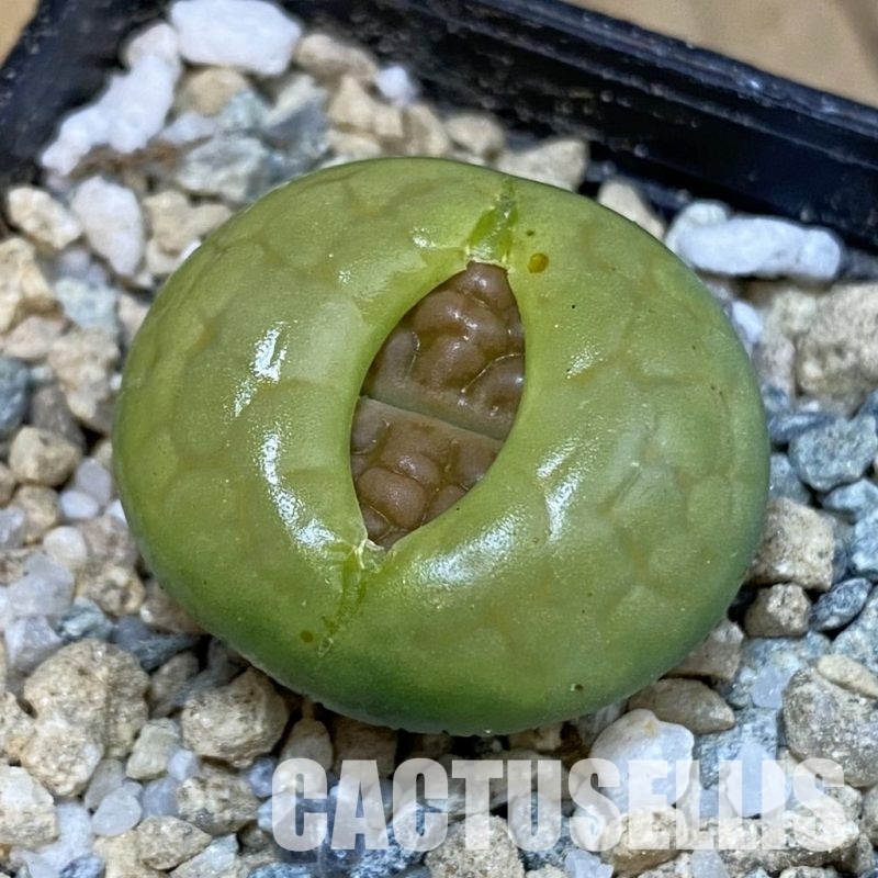 SH29184 Lithops hookeri 'Aubarede' C038A