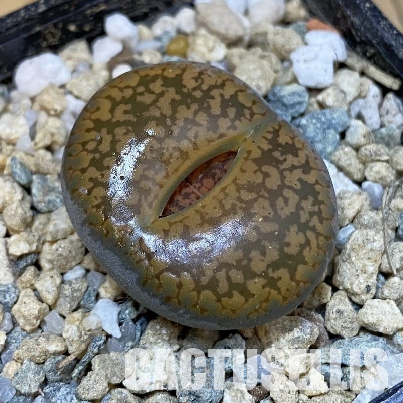 SH29185 Lithops aucampiae -Majading Form-
