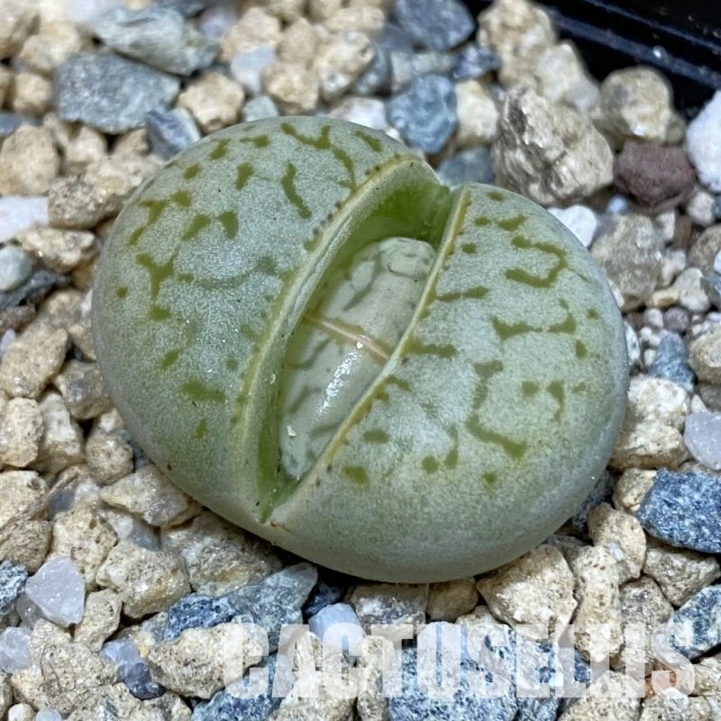 SH29187 Dinteranthus vanzylii 'Grey' x 'Grey'