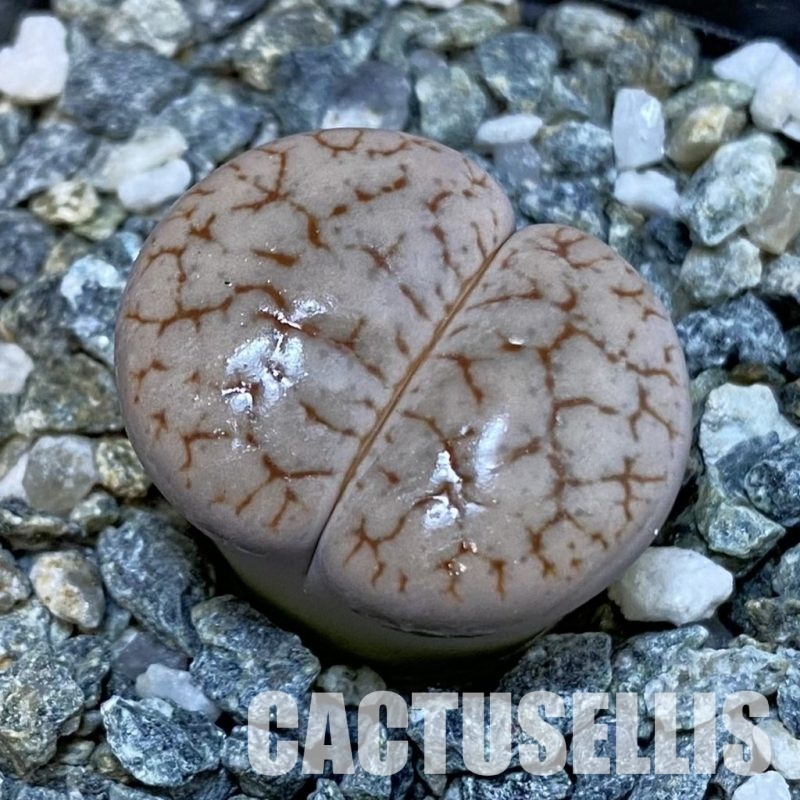 SH29188 Lithops gracilidelineata ssp. brandbergensis C394