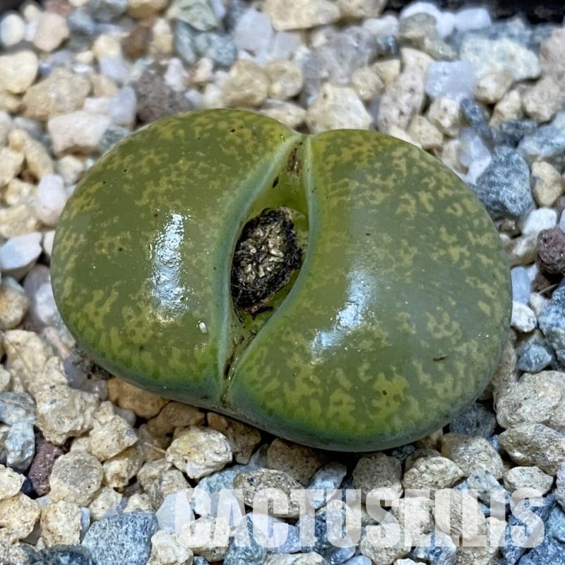 SH29189 Lithops lesliei v. albinica