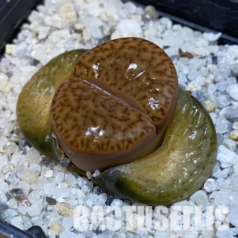 SH29191 Lithops insularis