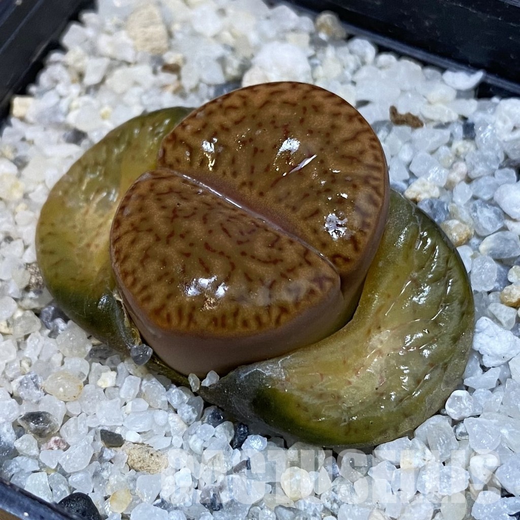 SH29191 Lithops insularis
