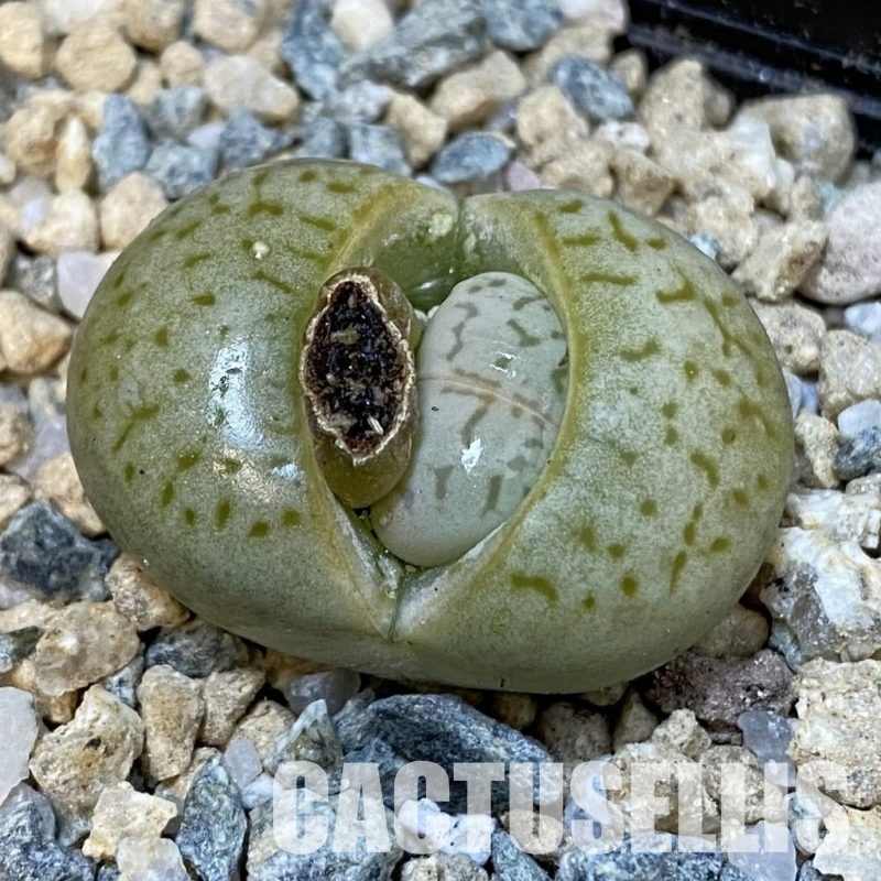 SH29192 Dinteranthus vanzylii 'Grey' x 'Grey'