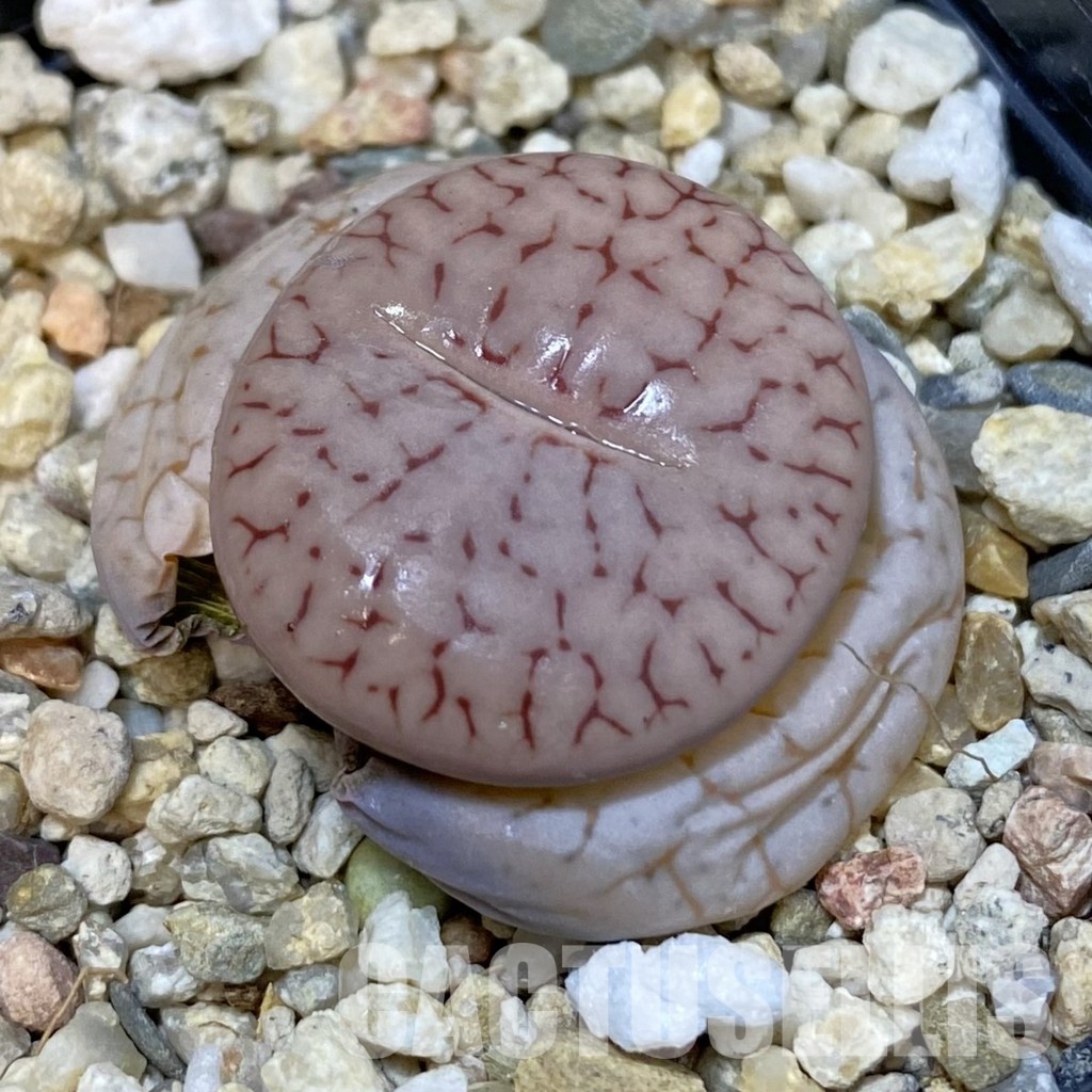 SH29193 Lithops pseudotruncatella v. volkii